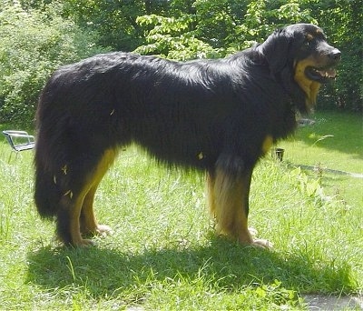 A long-haired black with tan Hovawart is standing on grass and it is looking to the right. Its mouth is open and it looks like it is smiling.