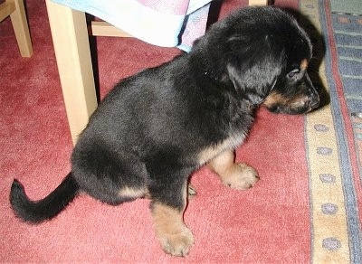 A small black with tan Hovawart puppy is sitting on a red rug next to a wooden chair