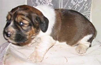 Close Up - A brown with white and black Hush Basset puppy is sitting on a white pillow