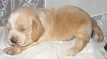 Close Up - A tan with white Hush Basset puppy is sleeping on a white pillow.