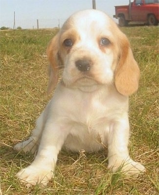 A small tan with white Hush Basset puppy is sitting in grass. There is a red truck behind it