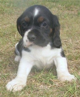 A small black with white and tan Hush Basset puppy is sitting in grass looking forward.