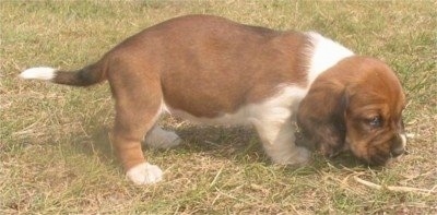 A small brown with white Hush Basset puppy is sniffing around in grass