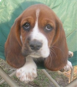 Close Up - A brown with white Hush Basset puppy is laying in a green lawn chair