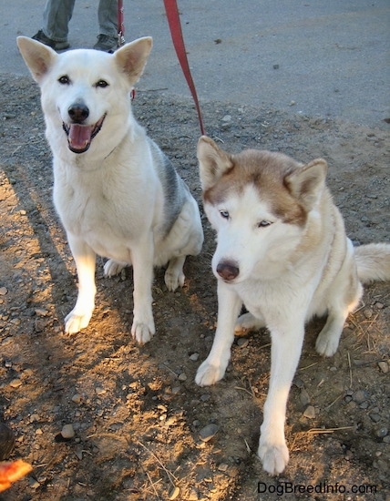 A white with grey Alaskan Husky and a blue-eyed white with brown Siberian Husky are sitting in dirt. The Alaskan Husky looks like it is smiling. The Siberian Husky has its head down