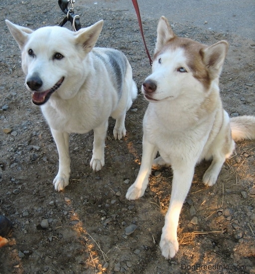 A white with grey Alaskan Husky is sitting in dirt with its mouth open next to a white with brown blue-eyed Siberian Husky