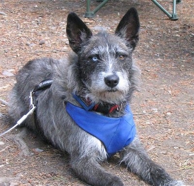 View from the front - A perk-eared, wiry, scruffy-looking, grey with white Siberian Husky/Terrier mix breed dog is laying outside in dirt looking forward. Its eyes are two different colors, one blue and one brown. It is wearing a blue thick harness