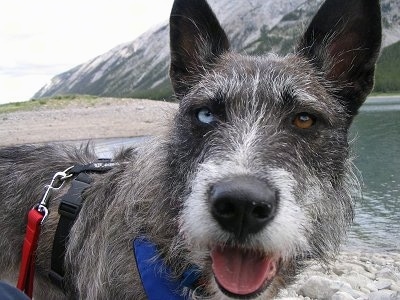 Close Up head and upper body shot - A perk-eared, wiry, scruffy-looking, grey with white Siberian Husky/Terrier mix is standing on a beach with a view of a mountain and a body of water behind it. Its mouth is open and tongue is out. It has one blue eye and one brown eye.