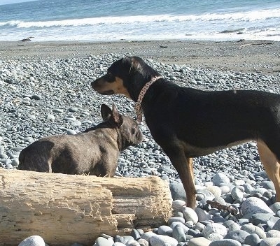 A black with tan and white Jack Russell Terrier/Rottweiler mix is standing on rocks at a beach with the ocean waves in the distance. There is a black French Bulldog next to it.