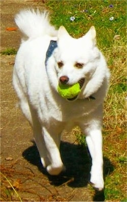 A white Imo-Inu is wearing a blue bandana. It has a green tennis ball in its mouth as it runs down a sidewalk