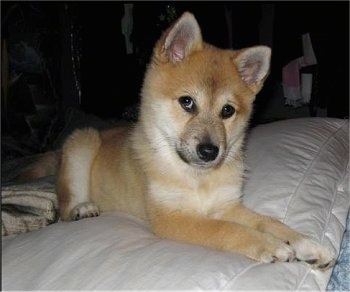 A tan with white Imo-Inu puppy is laying on a human's bed on a white pillow. Its head is tilted forward and to the right