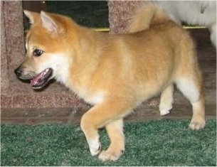 A tan with white Imo-Inu puppy is walking across a green carpet. Its mouth is open. There is a white dog behind it