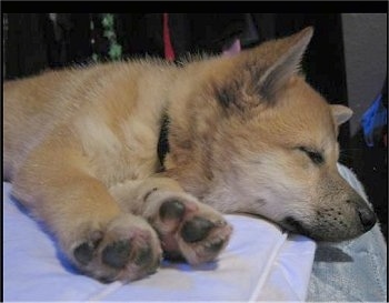 A tan with white Imo-Inu puppy is sleeping on a pillow on a human's bed