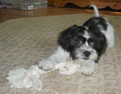 A black and white Ja-Chon puppy is laying on a tan rug and it's head is down. There is a white rope toy in front of it