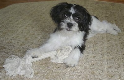 A black and white Ja-Chon puppy is laying on a tan rug and there is a white rope toy in front of it