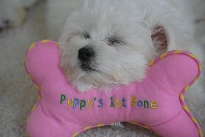 A white Jack-A-Poo puppy is sleeping on a pink plush bone. The bone reads - Puppy's 1st Bone.