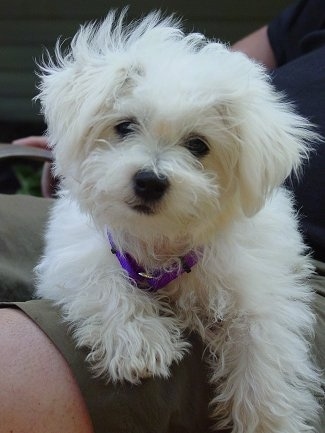 A fluffy white Jack-A-Poo puppy is wearing a purple collar laying in the lap of a person sitting in a lawn chair