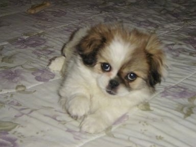 A small fluffy white with brown and black Japeke puppy is laying on a human's bed and there is a bone behind it