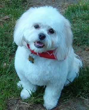 A fluffy white with tan Japillon wearing a red bandana is sitting in grass. Its mouth is open. It looks like it is smiling