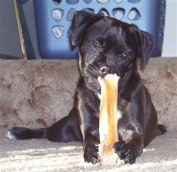 Close Up - A black with white Jug is laying on a carpet chewing on a rawhide bone