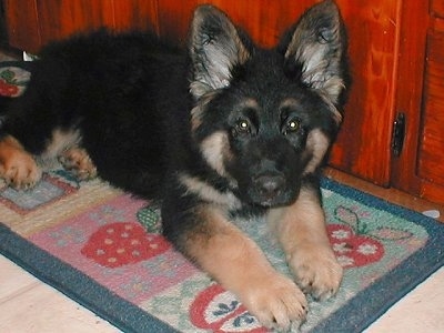 A black with tan King Shepherd puppy is laying on a throw rug in front of a cherry cabinet