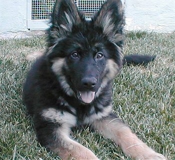 Close Up - A black with tan King Shepherd puppy is laying in grass in front of a white building.