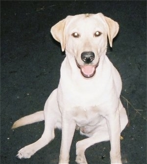 A happy looking yellow Labrador Retriever is sitting down at night. Its mouth is open showing its tongue and it is looking up.