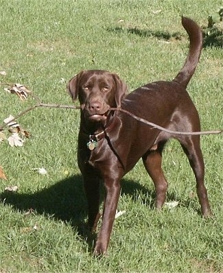 A chocolate Labrador Retriever is standing in grass with a long stick in its mouth