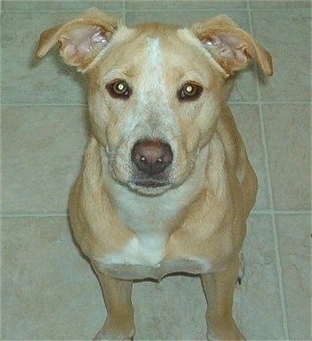View from the front - A large-breed, shorthaired, tan with white Labbe is sitting on a tan tiled floor and looking up.