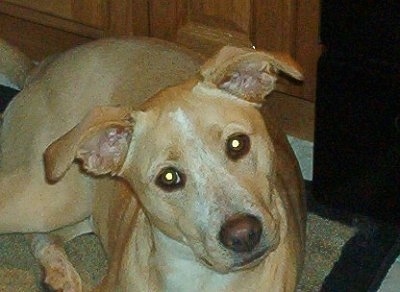 A large breed, short-haired tan with white Labbe is laying on a rug and looking up with its head tilted to the left.