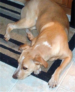 A shorthaired, tan with white Labbe is laying down on a tan and black throw rug on top of a tan tiled floor.