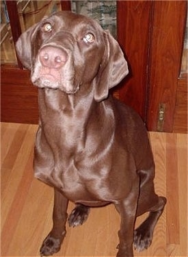 A shiny-coated graying chocolate Labmaraner is sitting in front of a pair of cherry doors on a brown hardwood floor looking up.