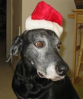 Side view head shot - A graying black Labmaraner is sitting on a carpet wearing a red and white Santa hat