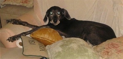 A graying black Labmaraner is laying on a couch covered in pillows
