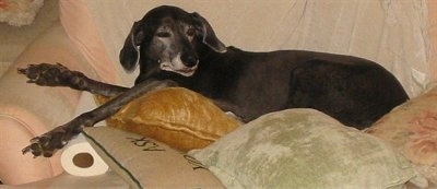 A graying black Labmaraner dog is sleeping in a pile of pillows on top of a couch