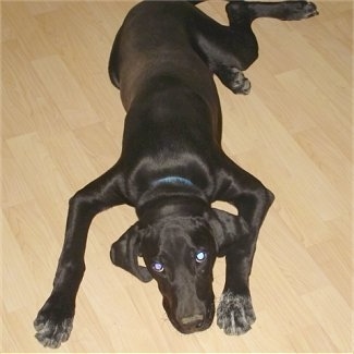 A black Labmaraner puppy is laying spread out on a light colored hardwood floor.