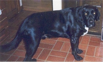 A shiny-coated black with white Labradinger is standing on a brick patterned tiled floor.