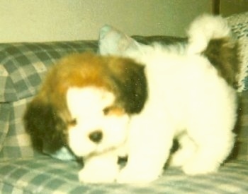 A white with brown Lacasapoo puppy is standing on a couch looking down. It looks like a stuffed toy.