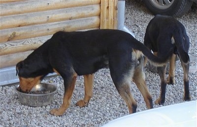 Two latvian Hounds are eating food out of bowls in front of a house that has a wall made of wood and on a ground covered in tiny rocks