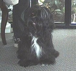 A long-coated, black with white Lha-Cocker dog is sitting on a tan carpet in front of a person and a glass door.