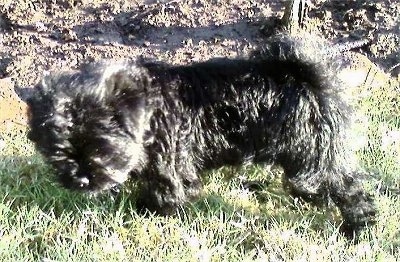 Side view - A black Lhaffon puppy is standing in grass looking down.