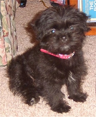 A small, furry black Lhaffon puppy is wearing a red collar sitting on a tan carpet next to a tan flowered couch.