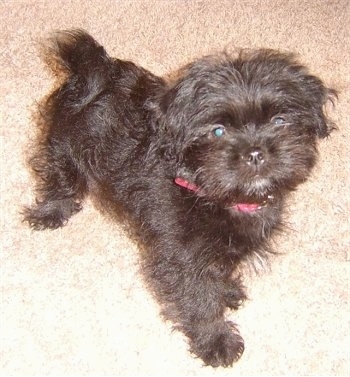 A small, black, furry Lhaffon puppy is wearing a red collar standing on a carpet and looking up.