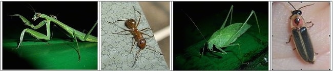 Left - Preying Mantis, Middle Left - Ant on a marble table, Middle Right - Katydid on a leaf, Right - Lightning Bug in a hand