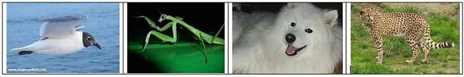 Left - Seagull over Water, Left Middle - praying mantis, Right Middle - Samoyed Dog with Mouth Open, Right - Cheetah
