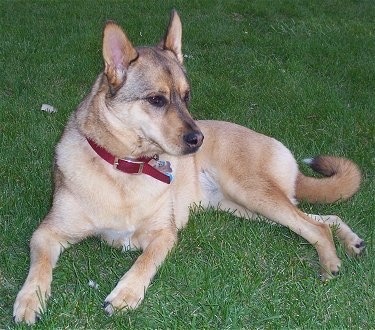 Close up front side view - A large tan with black Akita Inu/German Shepherd mix is laying in grass and it is looking to the right.