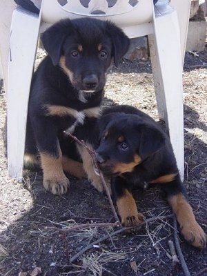 Two black with tan and white mixed breed puppies are sitting and standing under a white, plastic lawn chair in dirt.