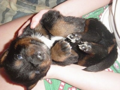 Close up - A small, large-breed black and tan with white mixed breed puppy is laying belly-up, upside down in the lap of a person.