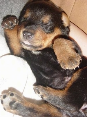 Close up - A small, large-breed, black and tan with white mixed breed puppy is sleeping in the lap of a person looking like a little teddy-bear.