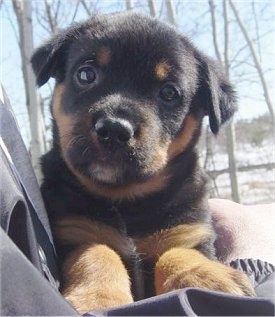 Close up view from the front - A small, large breed black and tan mixed breed puppy is laying in the arms of a person walking around outside.